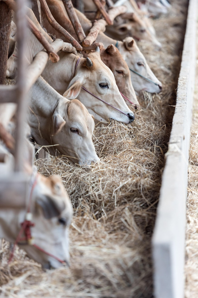 Animal Feed